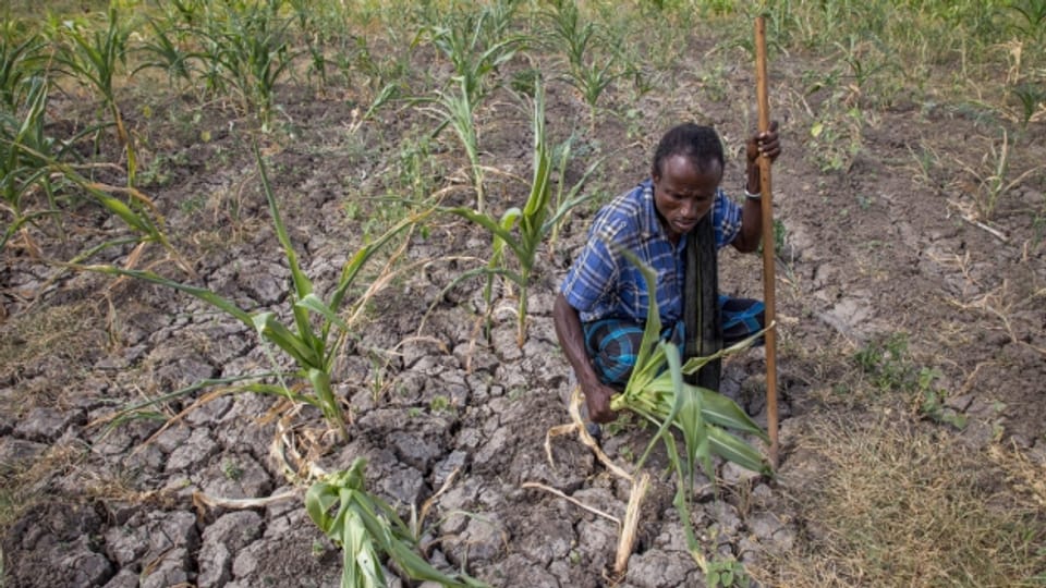 Ein Bauer in Äthiopien zeigt seine von der Dürre vollständig zerstörte Ernte.