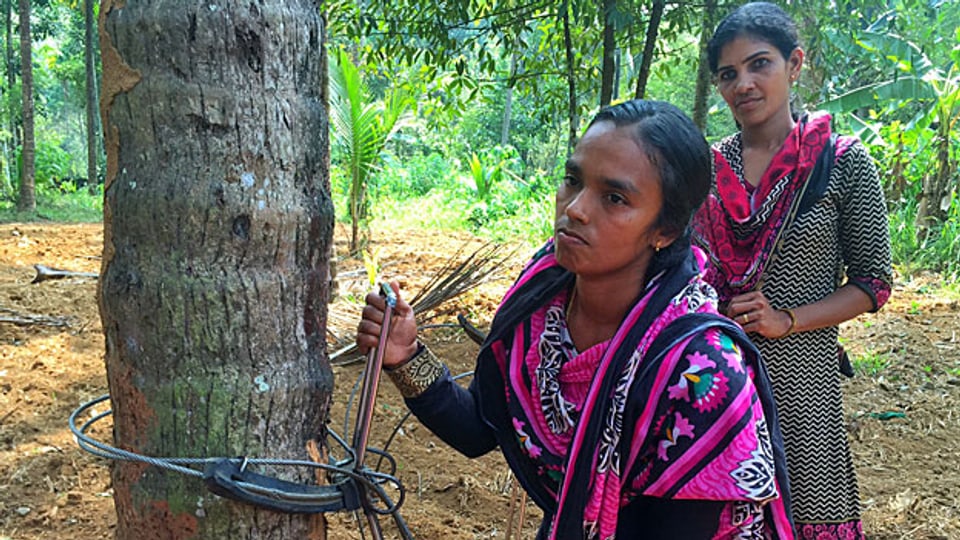 Kokospalmenkletterin Reeja und ihre Kollegin sind heute Vorbild für viele junge Frauen, die langsam die Männerdomäne der Kokospalmen erobern.