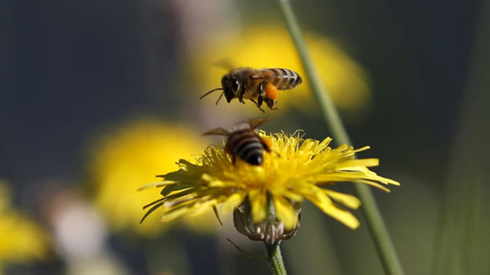 Die Honigbienen leiden unter dem Bienensterben. Der Mensch ist daran nicht unschuldig.