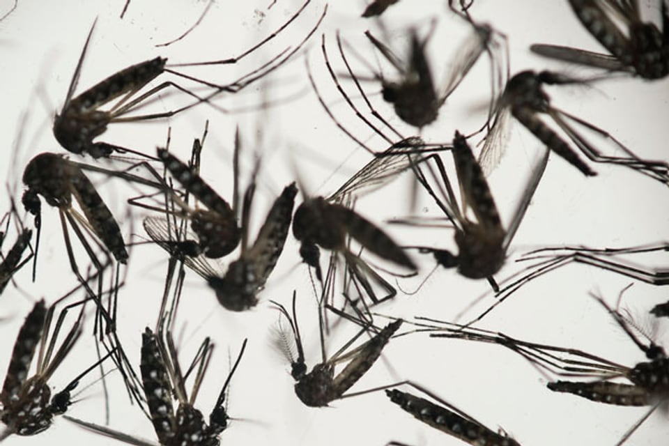 Stechmücken Aedes Aegypti