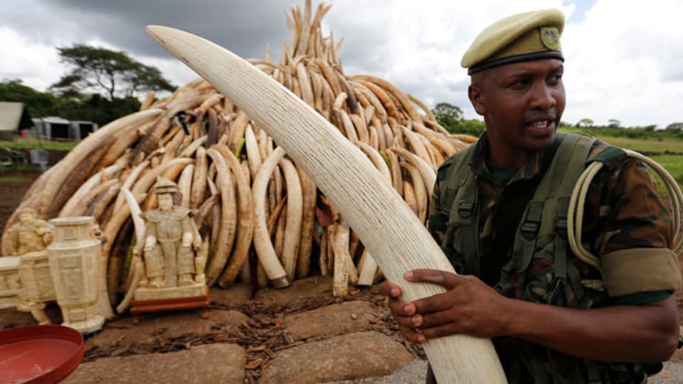 Über 100 Tonnen beschlagnahmtes Elfenbein sollen im Nairobi National Park in Brand gesetzt werden.