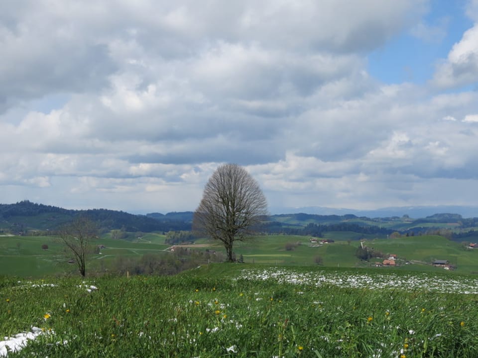 Ein Hügel in Eriswil, wo die Windturbine dereinst stehen soll