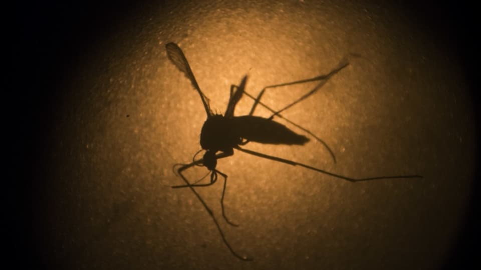 Das Zika-Virus kommt vor allem in tropischen Regionen mit grossen Moskito-Populationen vor.
