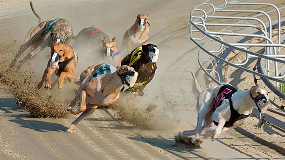 Windhunde gelten in Australien als die «Rennpferde der Armen».
