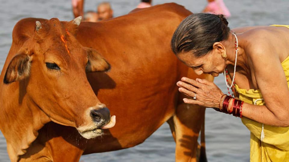 Für die meisten Hindus ist die Kuh unantastbar.