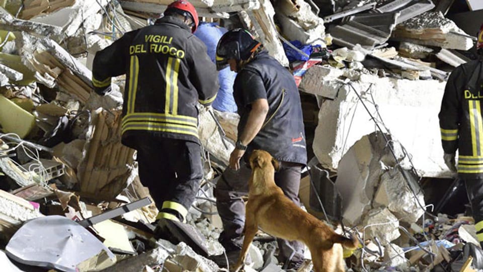 43 Hunde sind nach dem Erdbeben auf der Suche nach Verschütteten.