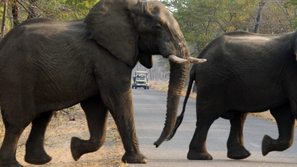 Elefanten im Hwange Nationalpark in Zimbabwe.