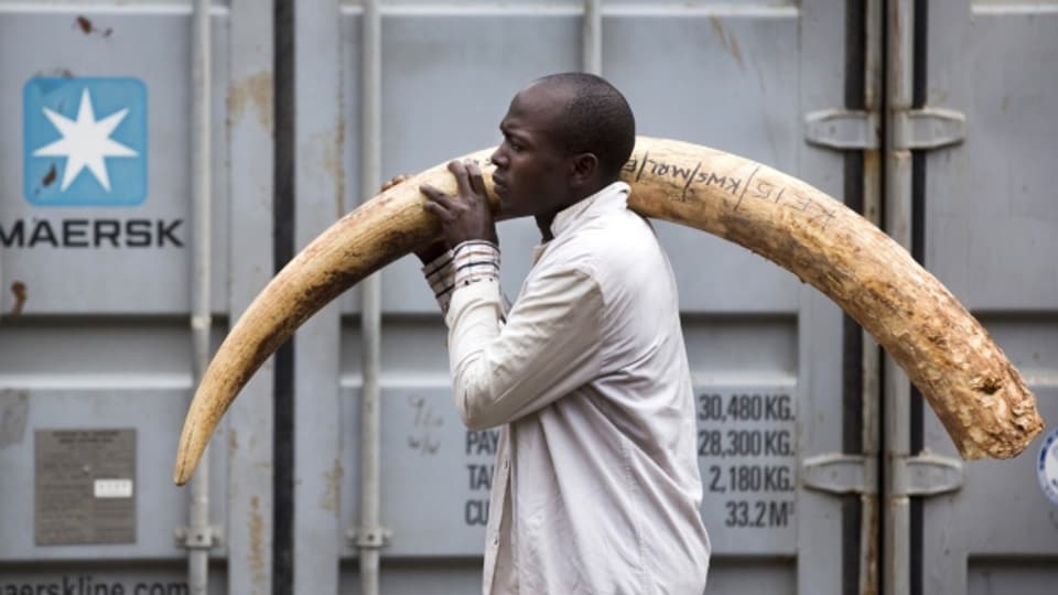 Gegen illegalen Handel: In Kenia wird Elfenbein zum Verbrennen zusammengetragen.