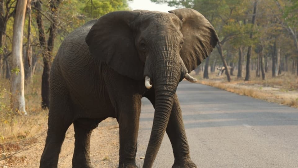 Elefanten sind auch in Nationalparks nicht sicher.