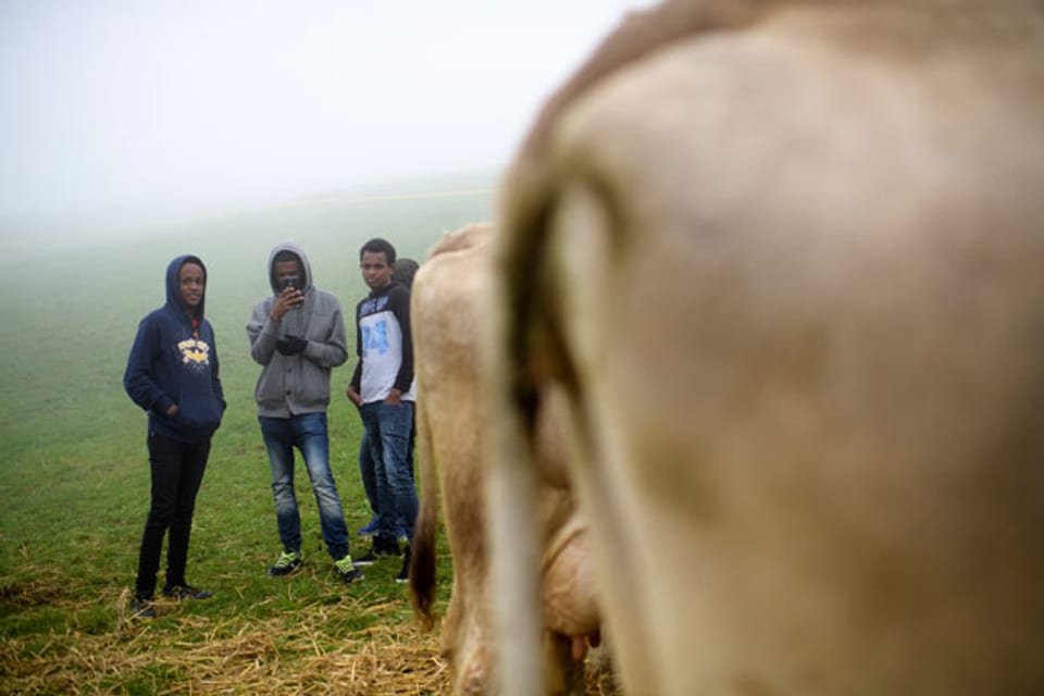 Eritreische Asylsuchende bei einer Viehschau in Trogen