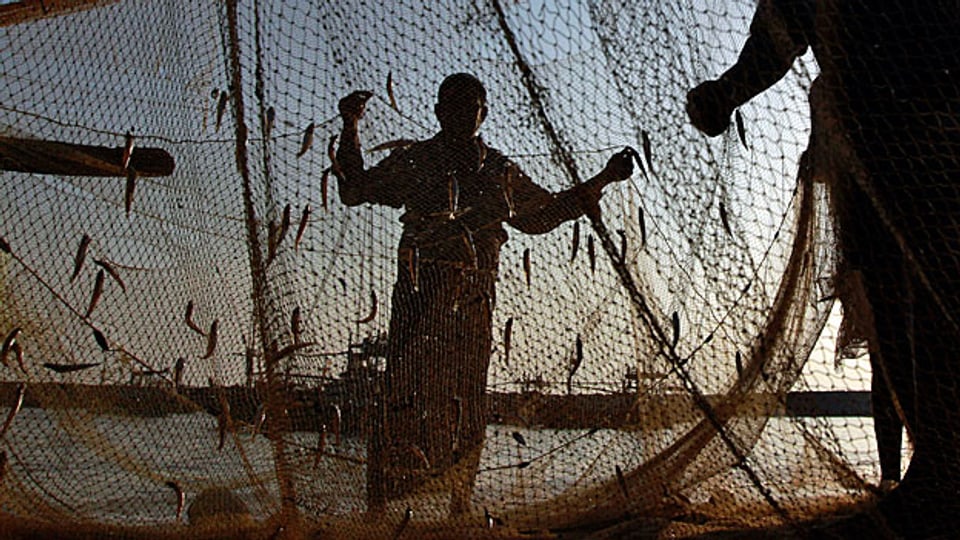 Die Fischer an der Palkstrasse in Sri Lanka plagt eine drängende Frage: Wer schützt uns vor den indischen Schleppnetzen
