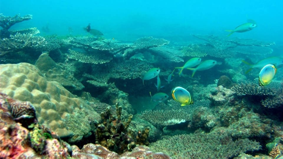 Sterben Korallen, so geht es bald den Fischen gleich. Und das stört den Menschen.