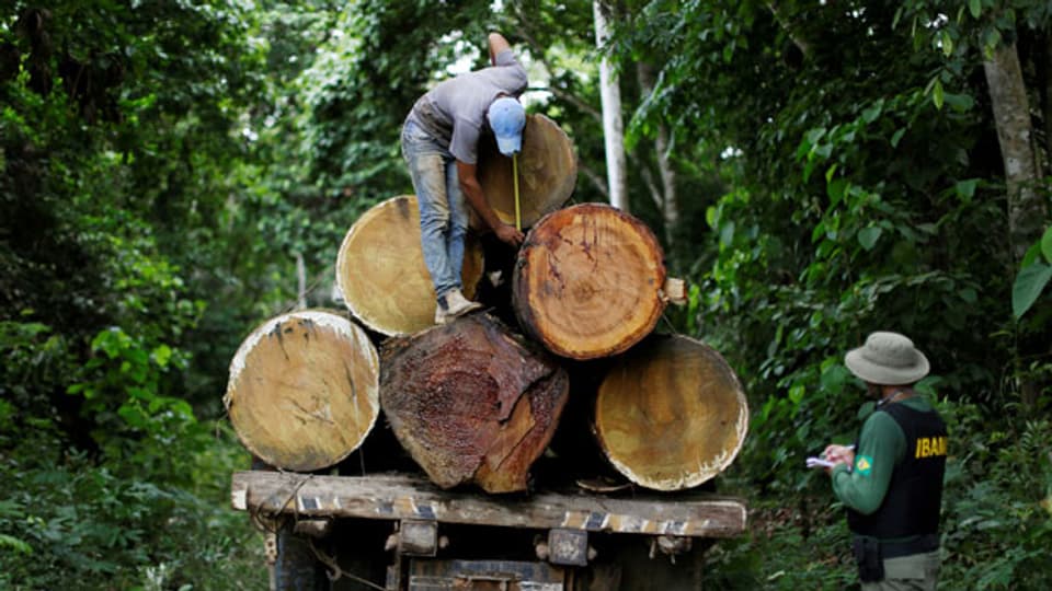 Von August 2015 bis Ende Juli 2016 sei eine Regenwaldfläche fast 8‘000 Quadratkilometern zerstört worden.
