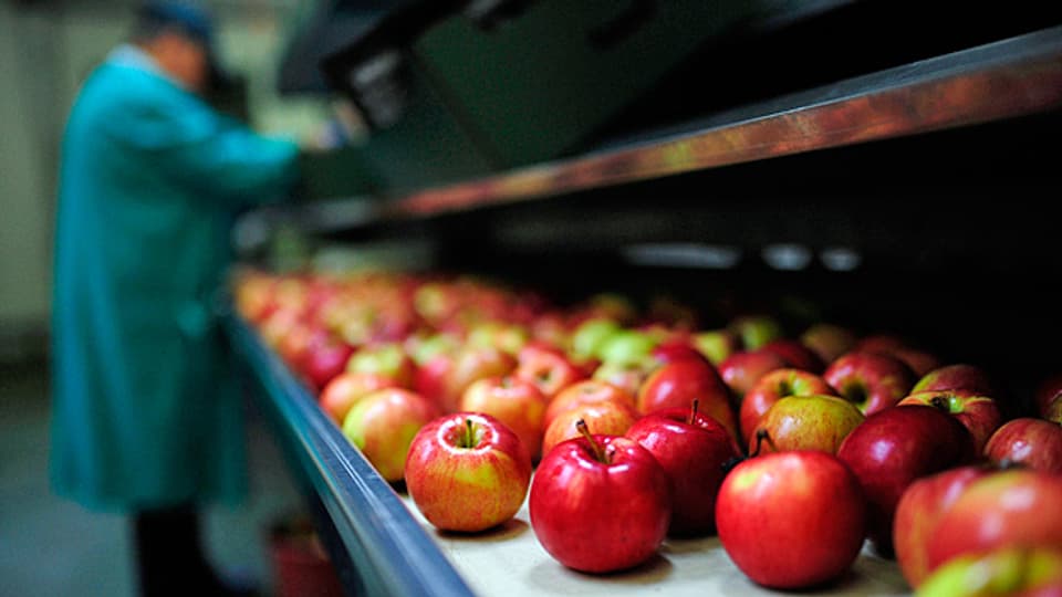 Dass der russische Präsident im Sommer 2014 ausgerechnet Lebensmittel für den Gegenschlag ausgesucht hat, war kein Zufall: Von einem Tag auf den anderen konnte das EU-Land Polen seine Äpfel nicht mehr nach Russland verkaufen. Im Jahr davor waren Äpfel für 273 Millionen Euro nanch Russland exportiert worden.