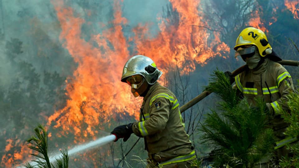 In Chile stehen grosse Gebiete in Flammen. Es brennen vor allem Eukalyptus- und Kiefern-Monokulturen, mit denen Holz für Papierfabriken und Spanplatten produziert wird.
