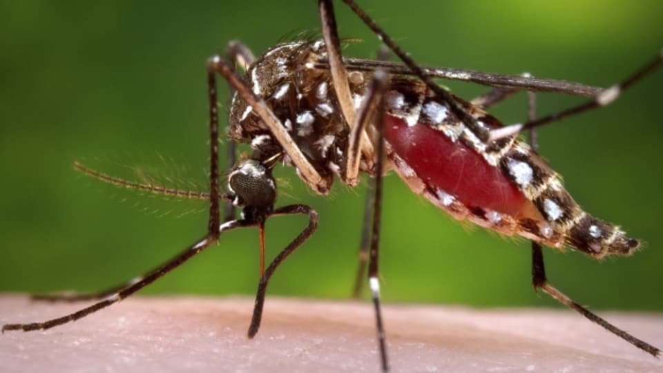 Eine Mücke, die das Zika-Virus übertragen kann.