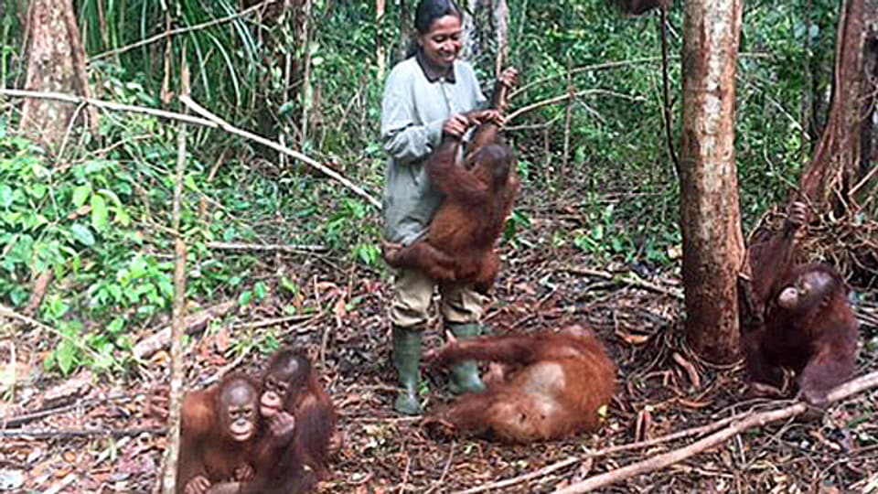 Orang-Utan-Babies unterscheiden sich im ersten Jahr kaum von Menschen. Einzig, dass sie nicht nur Milch trinken, sondern auch Früchte essen. Die Indonesierin Wiyanti ist Orang-Utan-Babysitterin der weltweit grössten Aufnahme- und Auswilderungsstation von Orang-Utans.