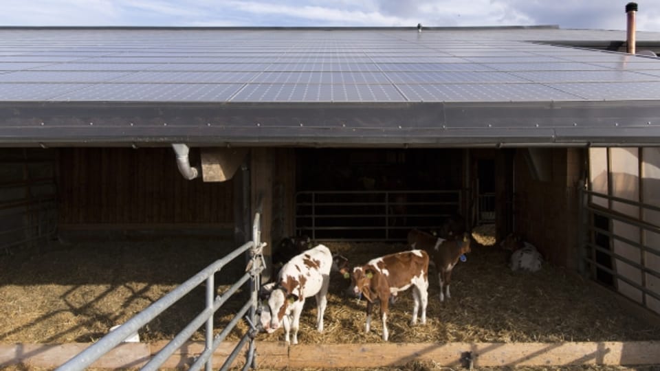 Die Solaranlage auf dem Kuhstall. Die Bauern hoffen, von der Energiewende profitieren zu können.