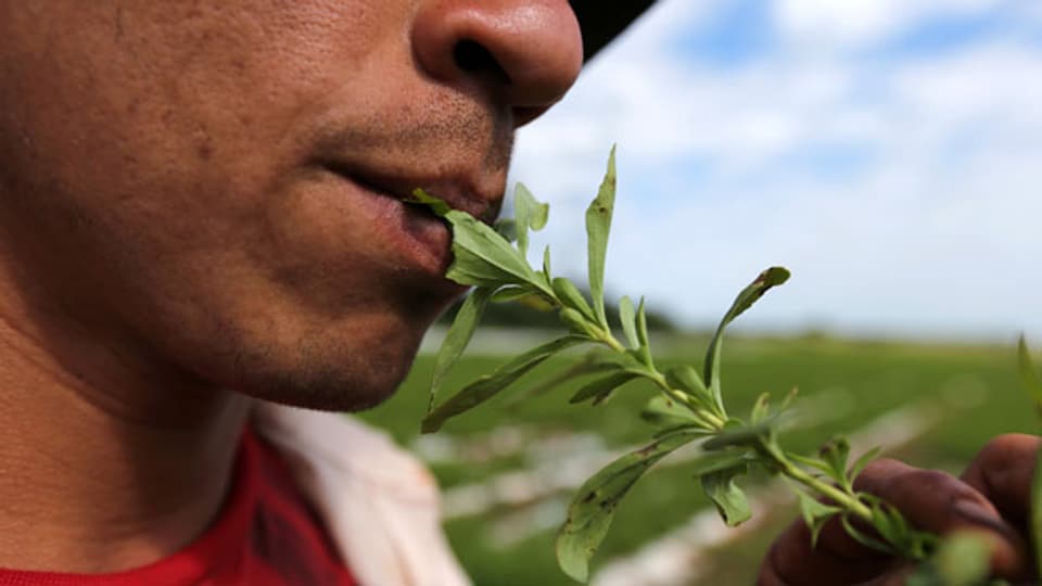 Dort, wo die Stevia-Pflanze traditionell wächst und wo seine Süsskraft vor langer Zeit entdeckt wurde, fordern die Ureinwohner einen gerechten Anteil am Erfolg.