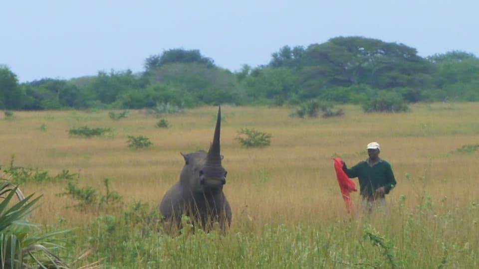 Das Nashornweibchen wurde betäubt und geht langsam in die Knie.
