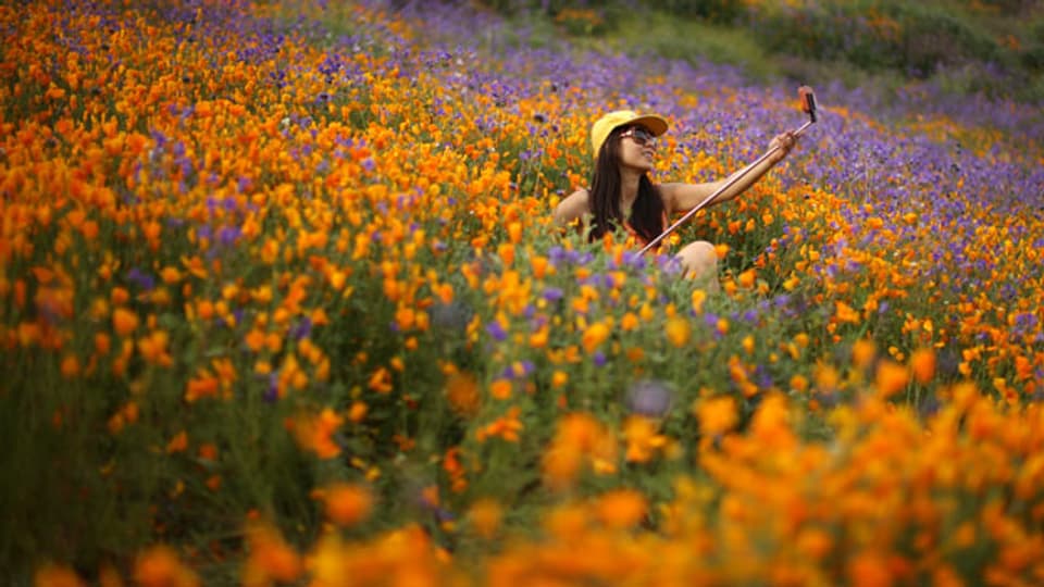 Wenn Blumen explodieren, heisst das in Kalifornien «Superbloom» - was sonst.