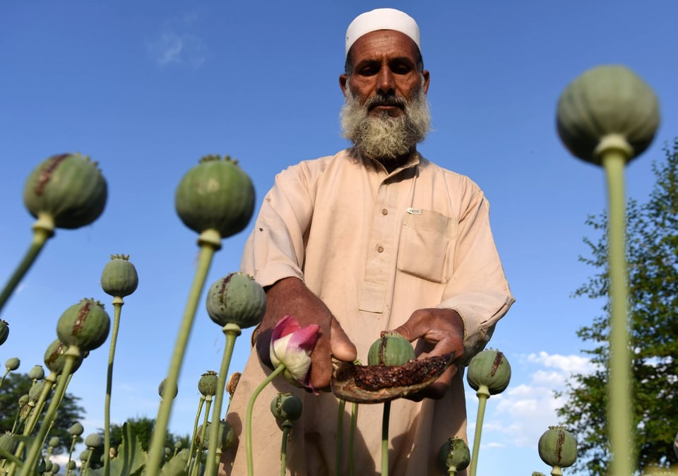 Ein afghanischer Bauer inmitten eines Schlafmohnfelds. Pro Jahr kann ihm die Ernte bis zu 10'000 Dollar einbringen.