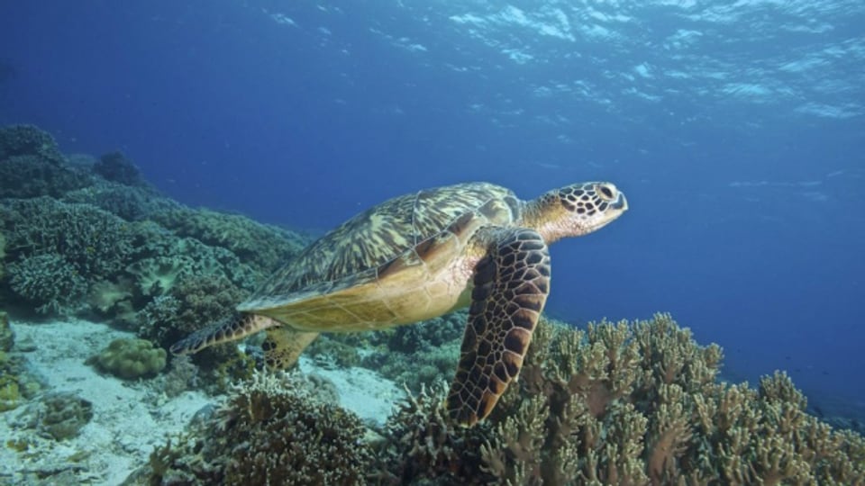 Eine Schildkröte schwimmt durch ein Korallenriff.