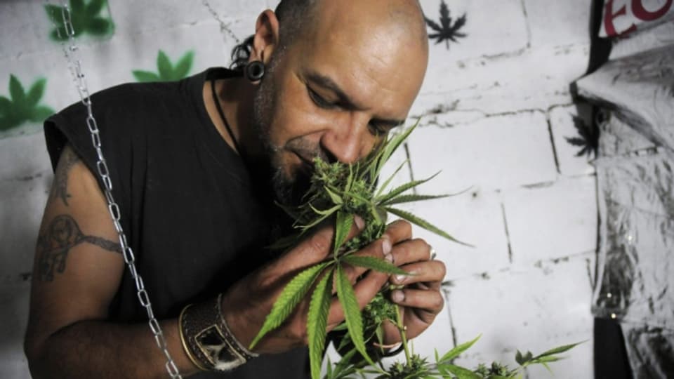 In Uruguay ist der Anbau von kleinen Mengen von Cannabis schon seit mehreren Jahren legal.