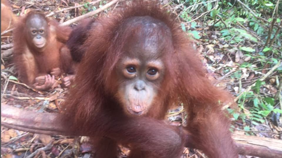 «Valentino» ist wie viele andere Orangutans wegen Palmöl-Plantagen aus seinem Lebensraum vertrieben worden.