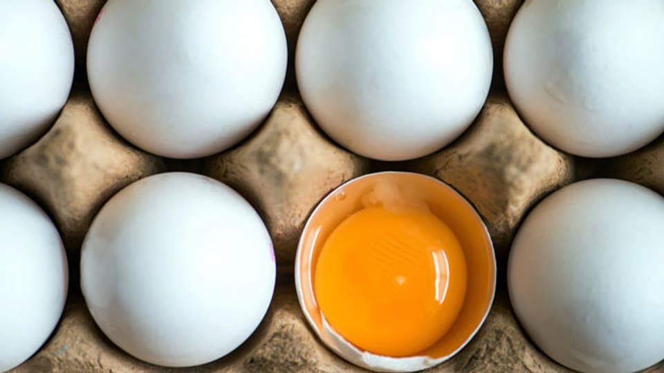 Millionen verseuchte Eier wurden in den Niederlanden zurückgerufen. Das Gift mit Namen Fipronil ist für den Menschen, insbesondere für Kinder, je nach Konzentration gesundheitsschädlich.