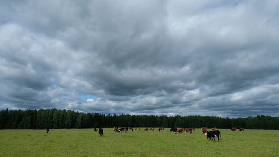 Die Viehweiden von Pavel Kutjavin bei Kirow (1000 Kilometer nordöstlich von Moskau). Das Land ist endlos gross - trotzdem lohnt sich die Landwirtschaft für Kleinbauern in der russischen Provinz kaum.