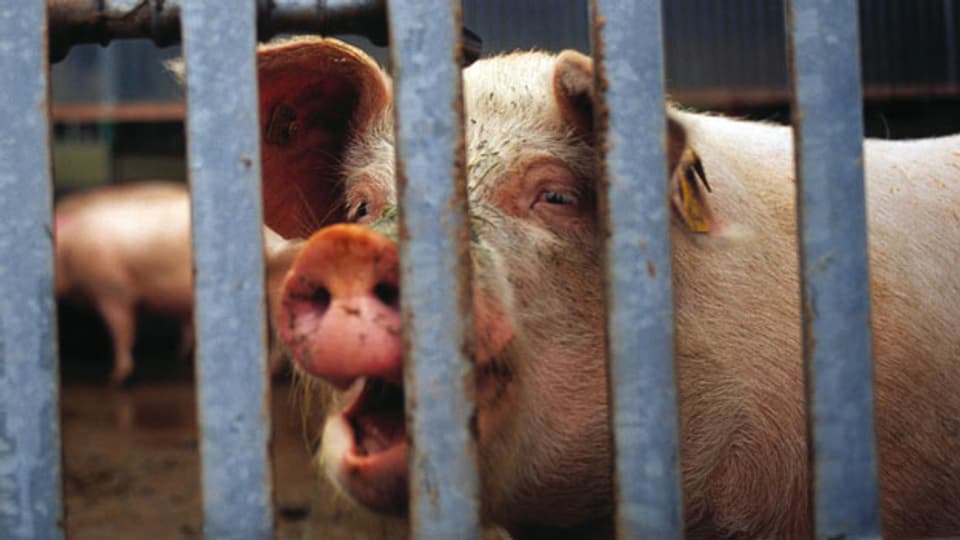 In Holland hat es 12 Mio. Schweine; in der Schweiz 1,5 Mio.