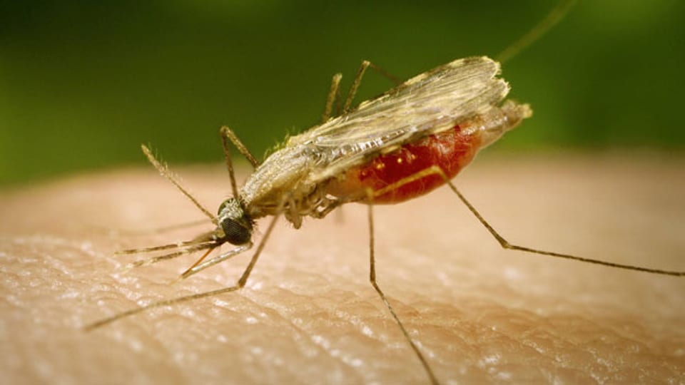 Malaria-Mücke.