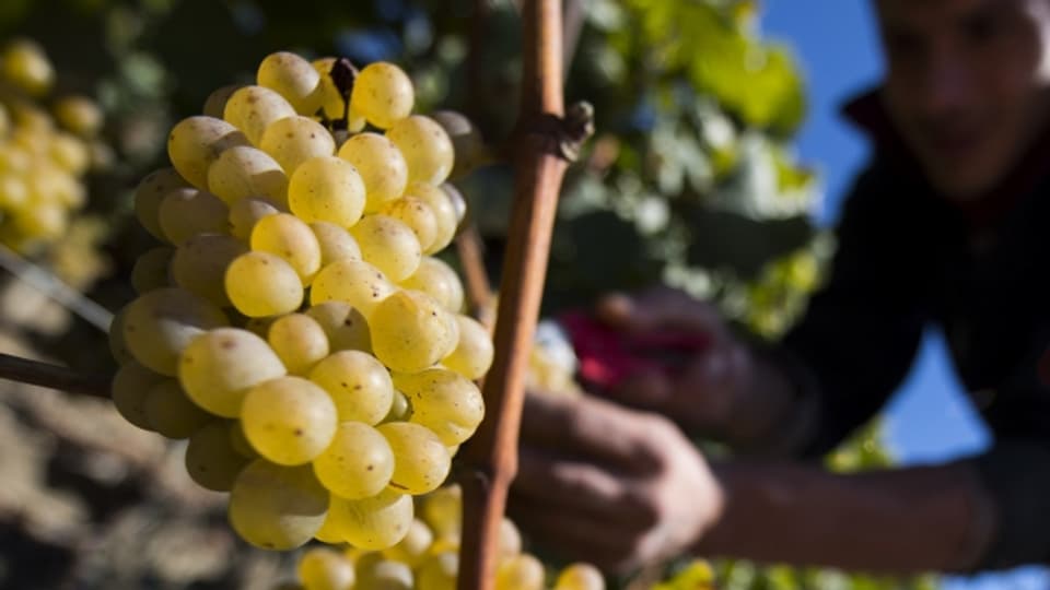 Die Weinbauern im Lavaux stören sich an die Unesco-Vorgaben.
