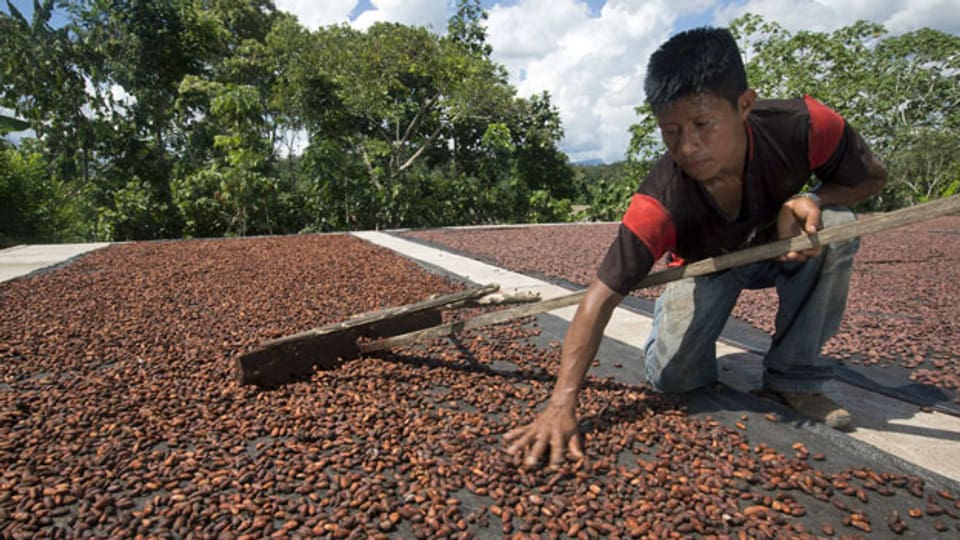 Peruanischer Kakao-Bauer.