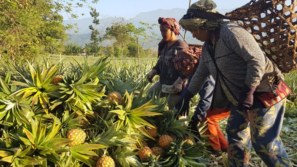 Dank Bio-Ananas kommen Bäuerinnen und Bauern in Nagaland im äussersten Nordosten Indiens zu einem guten Einkommen. Doch bis zu den kaufkräftigsten Konsumenten in Bangalore ist der Weg weit - und der Transport der heiklen Früchte darum eine grosse Herausforderung.