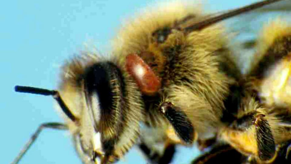 Eine von einer Varroa-Milbe (brauner Fleck hinter dem Auge) befallene Honigbiene.