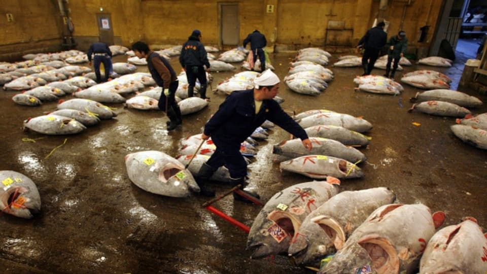 Die Wall Street des Fischmarkts: grosse Thunfischen werden auf Tsukiji jeden Tag in der Früh versteigert