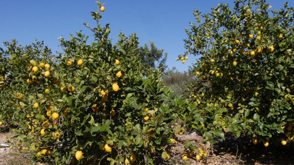 Zitronenbäume in Murcia, Spanien.