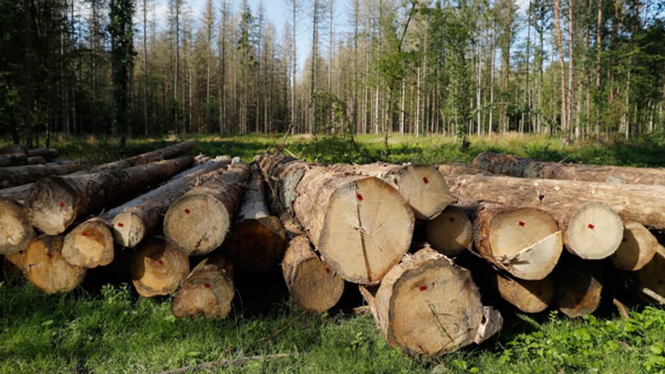 Polen verstösst mit der Abholzung im geschützten Bialowieza-Urwald gegen das Naturschutzrecht der Union.