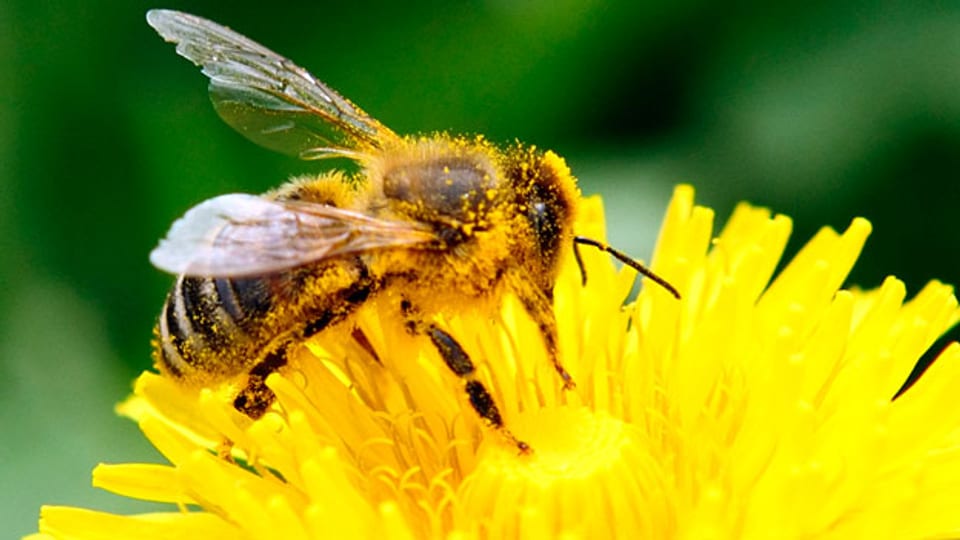 Ohne Bienen sähe unsere Welt kahl aus und unsere Teller wären fast leer.