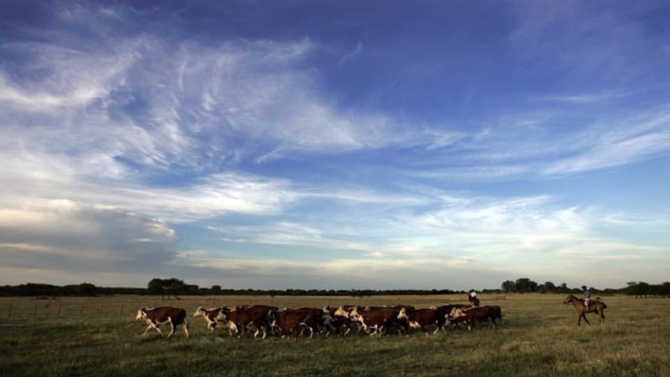 Argentinisches Fleisch ist begehrt: Eine Rinderfarm im Norden des Landes.