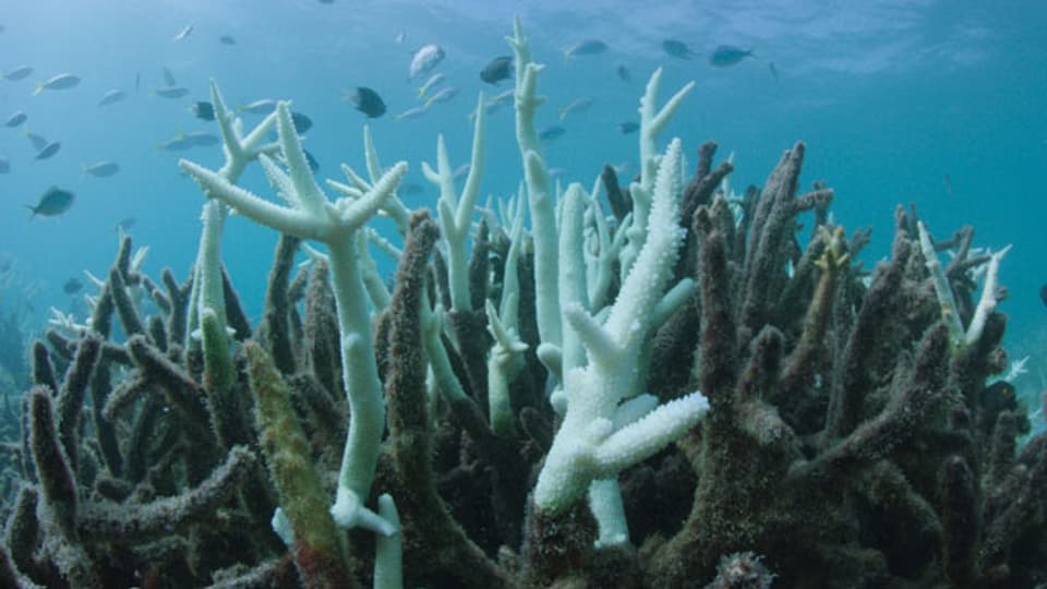 Korallenfressende Seesterne, Schadstoffe aus der Landwirtschaft aber vor allem der Klimawandel setzen den Korallen zu.