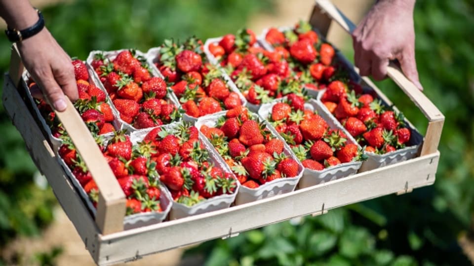 Erdbeeren aus Spanien