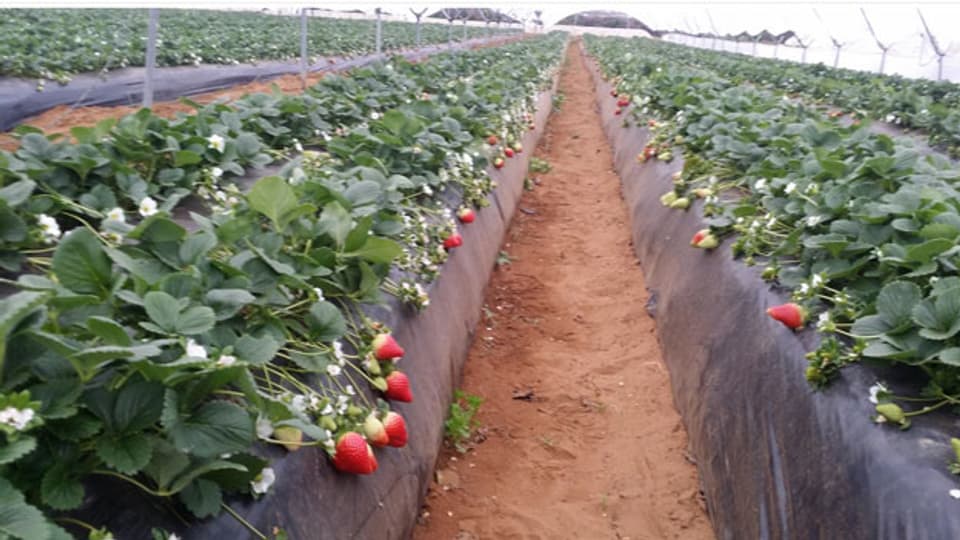 Mit dem «Plan Maroc Vert» will Marokko die Landwirtschaft produktiver machen und setzt auf den intensiven Anbau und neue Produkte. Massiv ausgebaut hat Marokko die Produktion von roten Früchten wie Erdbeeren oder Himbeeren – mehr als 90 Prozent davon geht in den Export.