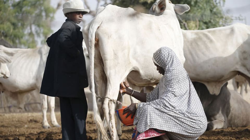 Die aus dem Norden stammenden Viehhirten sind primär Muslime und vom Volk der Fulani.