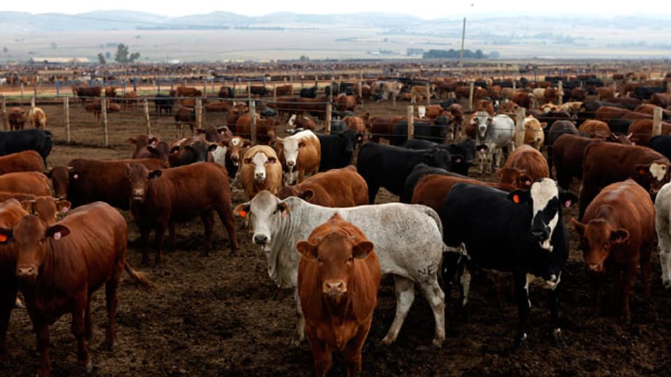 Kühe auf einer Beef-Farm ausserhalb von Heidelberg, südöstlich von Johannesburg.