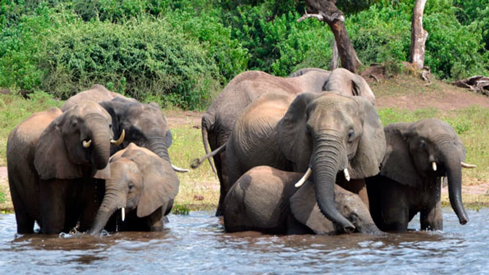 Elefanten trinken Wasser im Chobe National Park in Botswana. Archivbild.