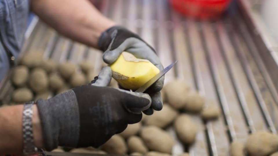 Qualitätskontrolle von Kartoffeln.