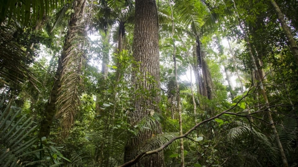 Artenvielfalt im Manu-Nationalpark in Peru mit 200 Baumarten und über 1'000 verschiedenen Vogelarten.